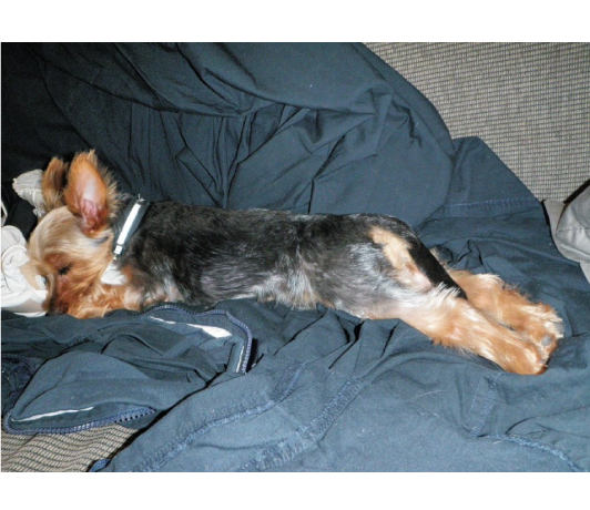 Sleeping Puppy